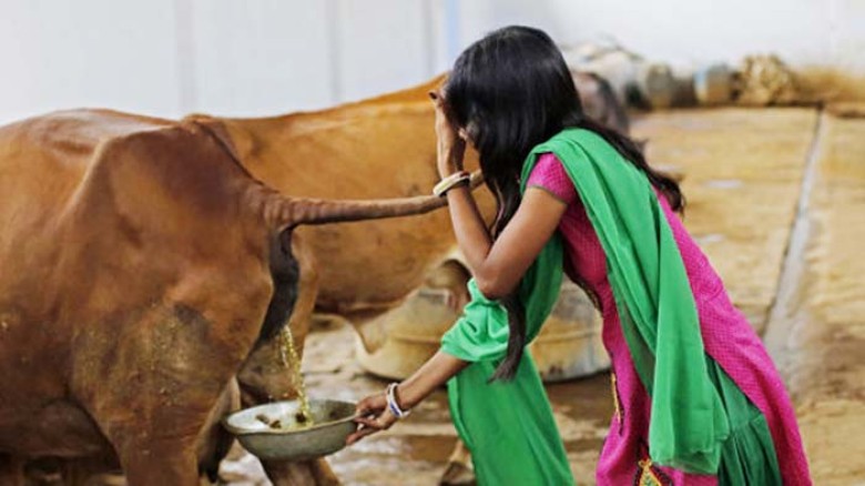 ভারতে সরকারি ভাবে গোমুত্র সংগ্রহ, লিটার প্রতি ২০ রুপি। 